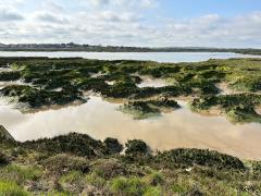 The ever changing salt marshes